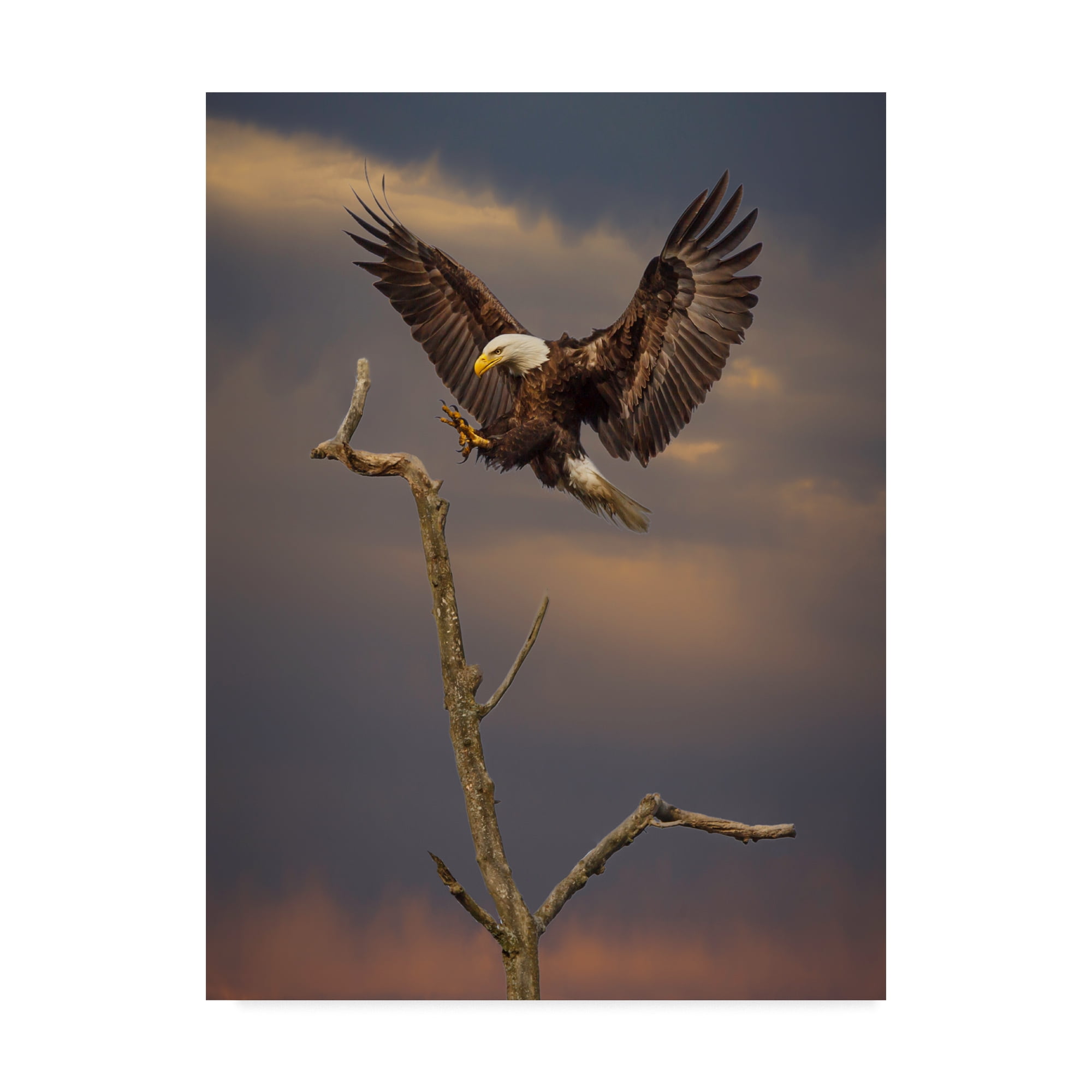 Trademark Fine Art 'Eagle Landing On Branch' Canvas Art by Galloimages Online