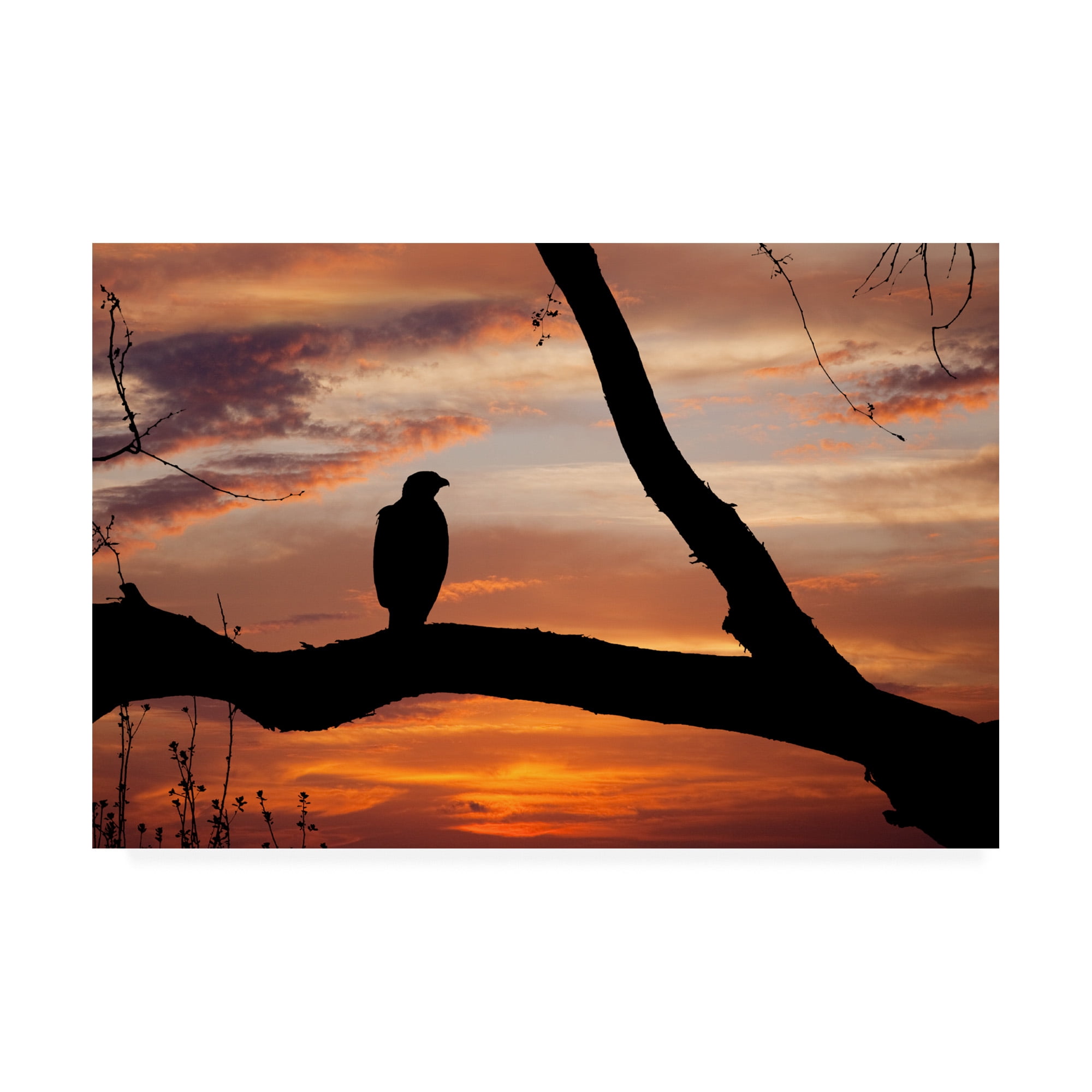 Trademark Fine Art 'Eagle Sunset' Canvas Art by Monte Nagler