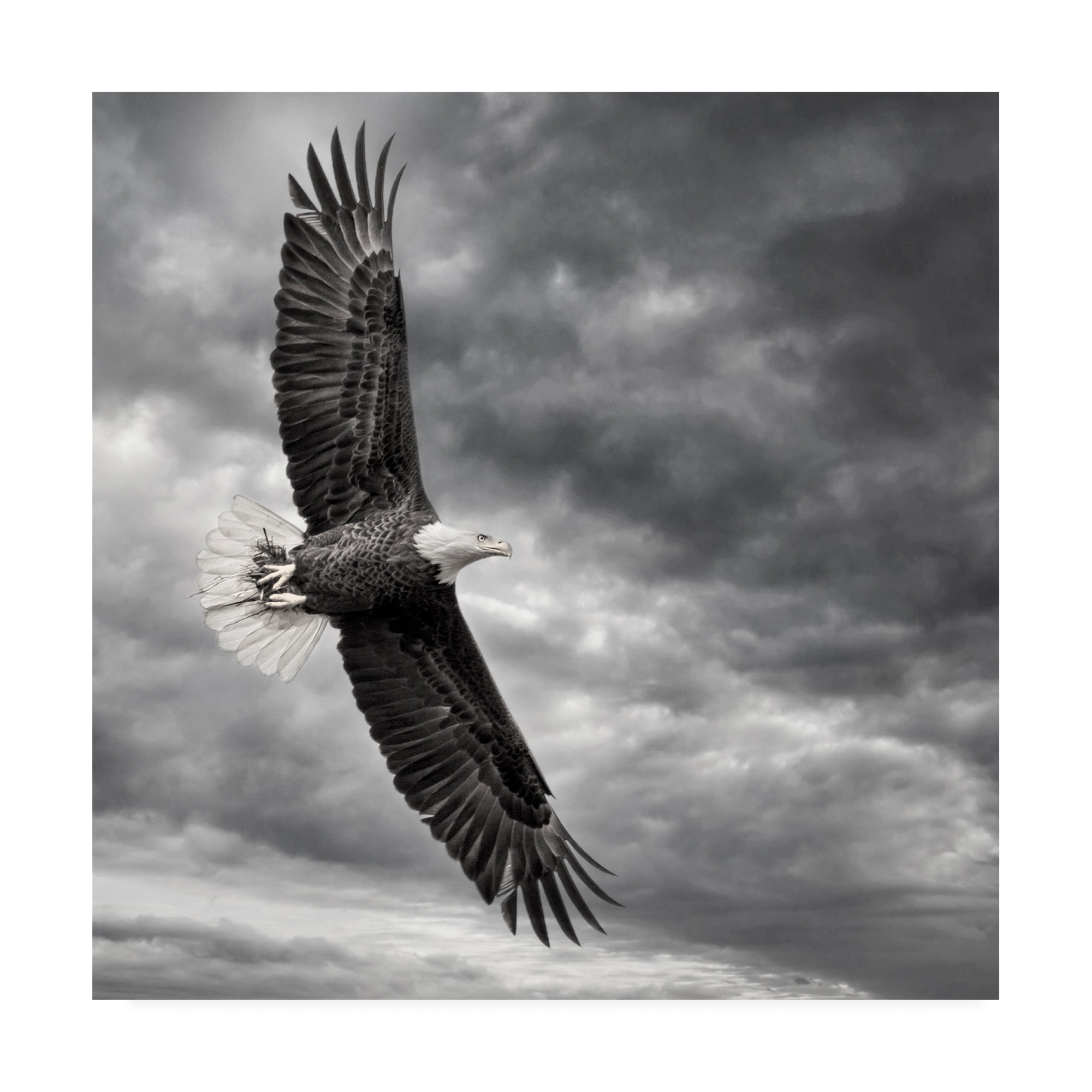 Trademark Fine Art 'Eagle in Flight' Canvas Art by PHBurchett