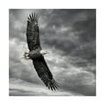 thumbnail image 1 of Trademark Fine Art 'Eagle in Flight' Canvas Art by PHBurchett, 1 of 4