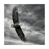 Trademark Fine Art 'Eagle in Flight' Canvas Art by PHBurchett