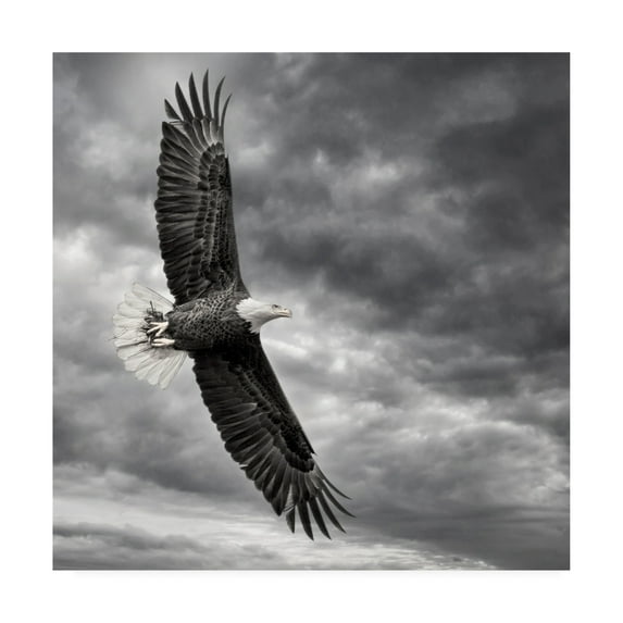 Trademark Fine Art 'Eagle in Flight' Canvas Art by PHBurchett