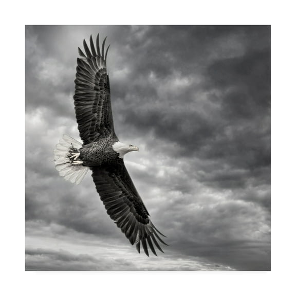 Trademark Fine Art 'Eagle in Flight' Canvas Art by PHBurchett