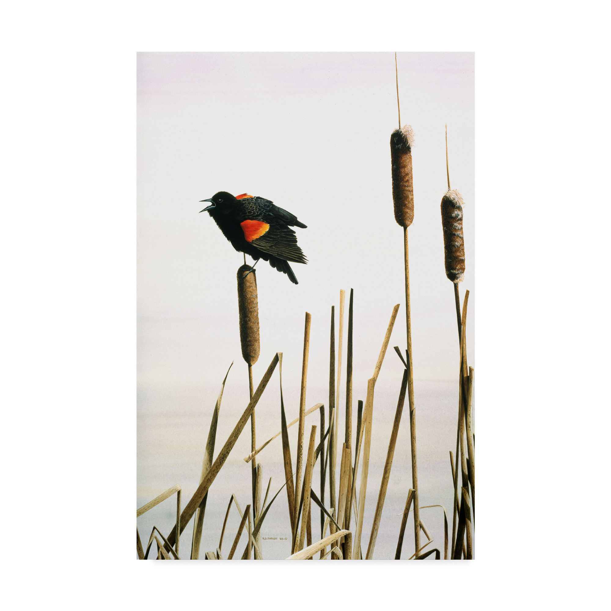 Trademark Fine Art 'Early Arrival Red Winged Blackbird' Canvas Art by Ron Parker