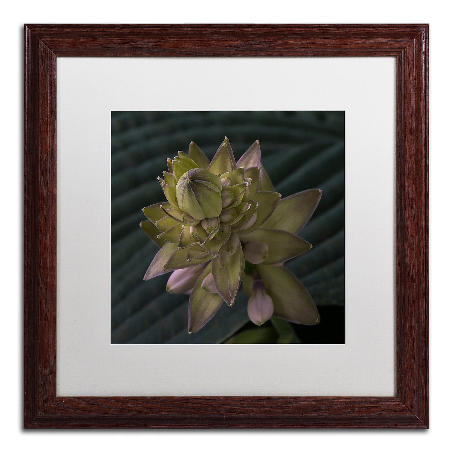 Early Hosta Flower Abstract Framed Canvas Print in Brown Wooden Frame
