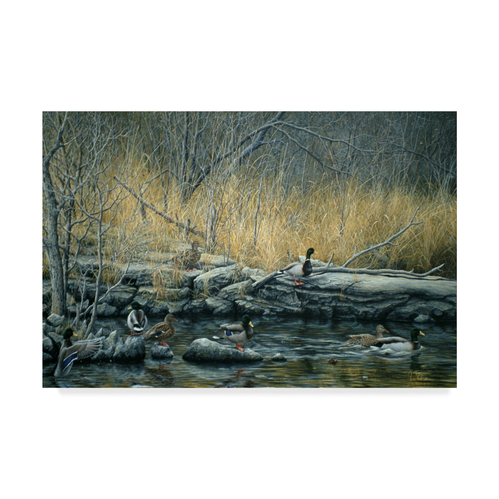 Trademark Fine Art 'Early Morning Mallards' Canvas Art by Jeff Tift