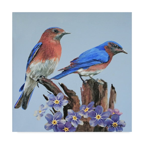 Trademark Fine Art 'Eastern Bluebird Duo' Canvas Art by Carol J Rupp