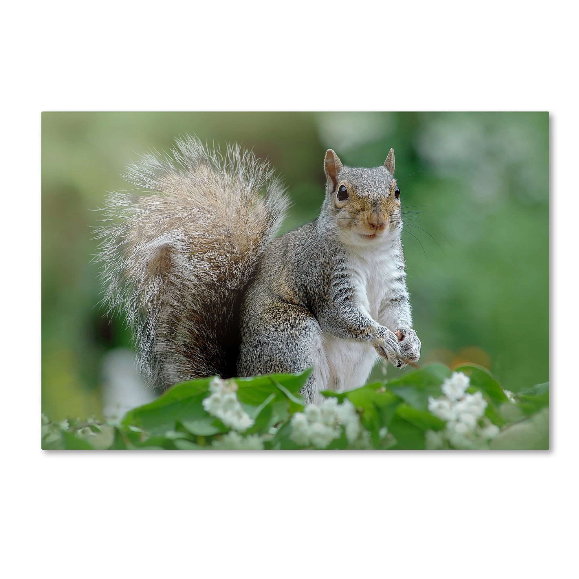 Framed Natural Modern Squirrel Canvas Print, 16" x 24"
