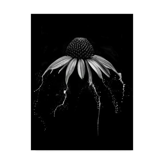 Trademark Fine Art 'Echinacea Black And White' Canvas Art by Lori Hutchison