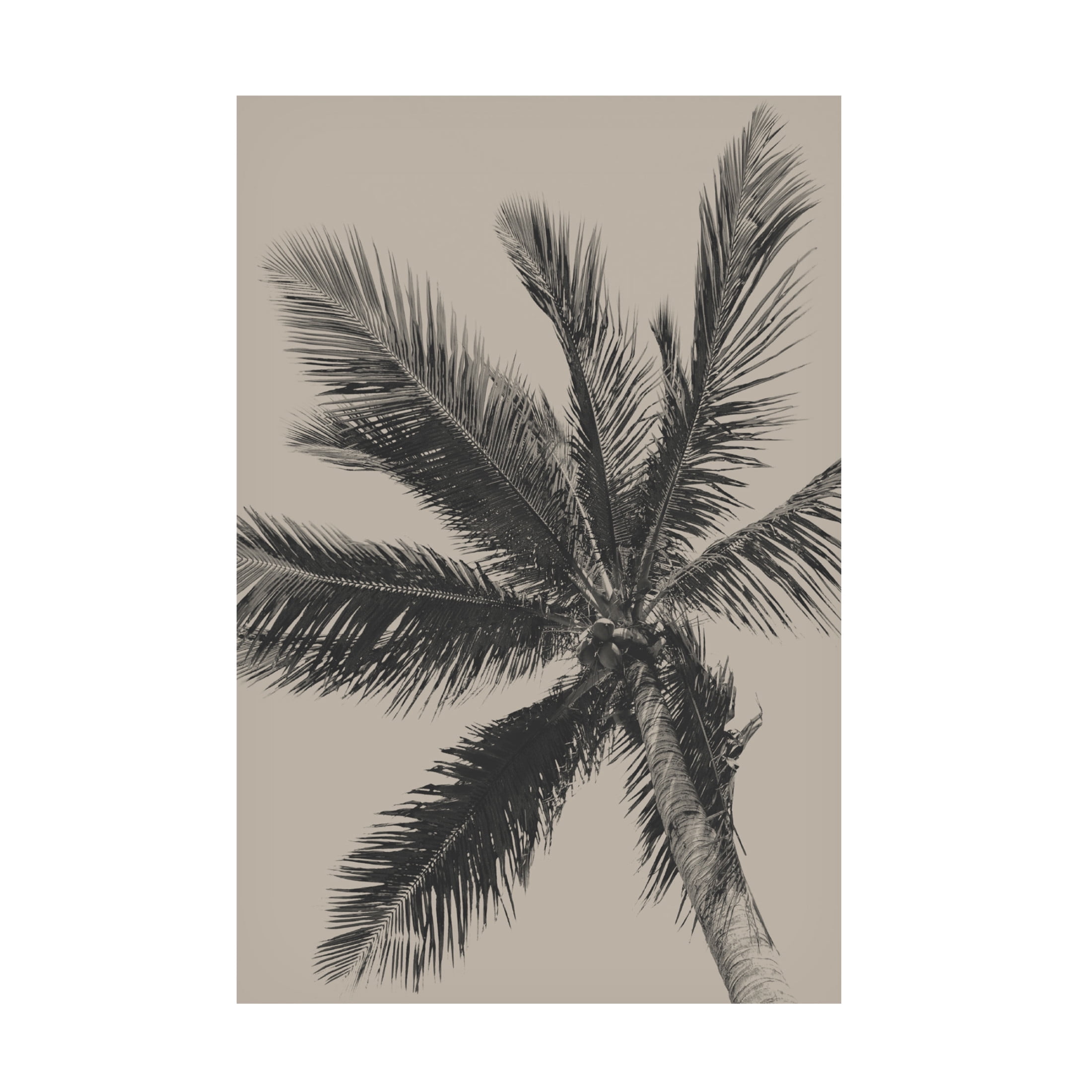Trademark Fine Art Eda Unsoy Palm Tree Canvas Wall Art