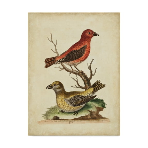 Trademark Fine Art 'Edwards Cross Bills' Canvas Art by George Edwards