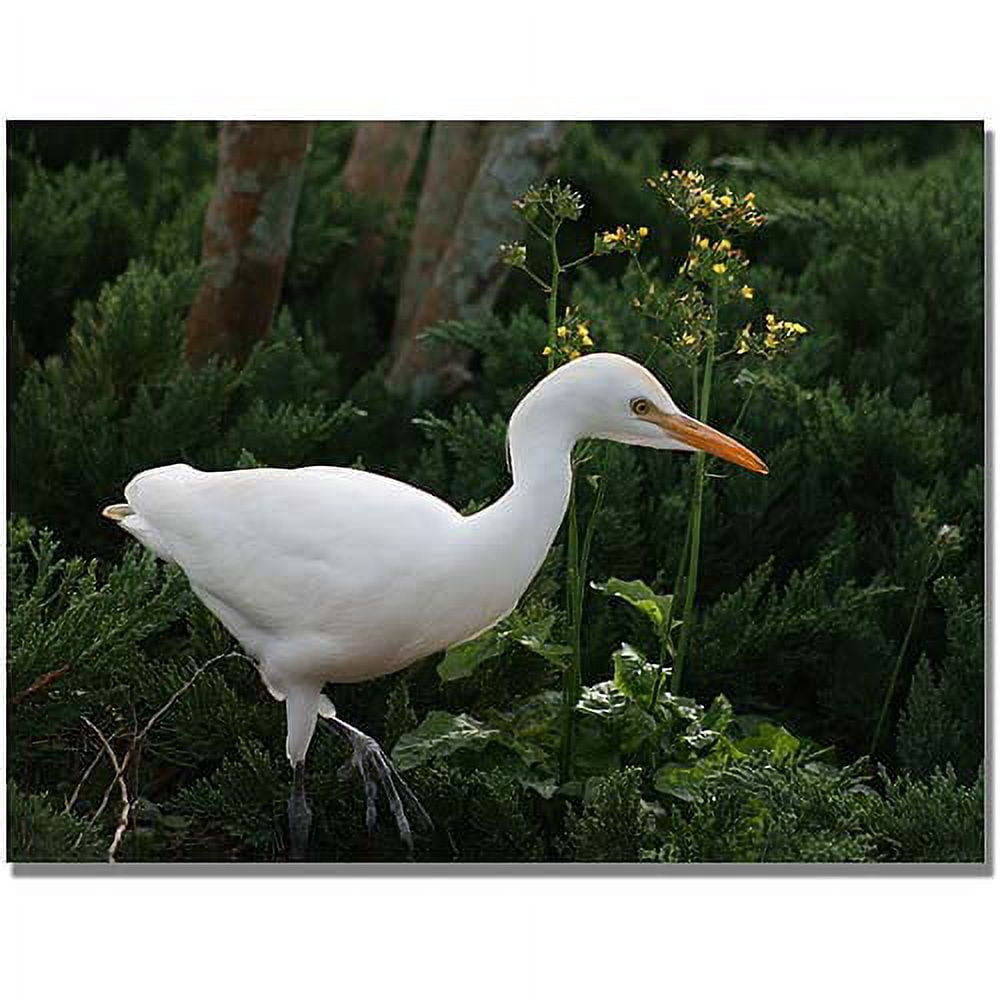 Trademark Fine Art "Egret" Canvas Art by Patty Tuggle