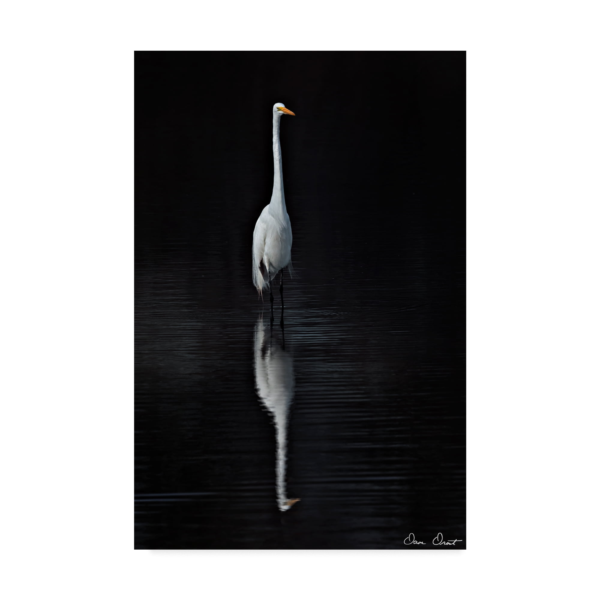 Elegant White Egret on Black Canvas Print, 16 x 24