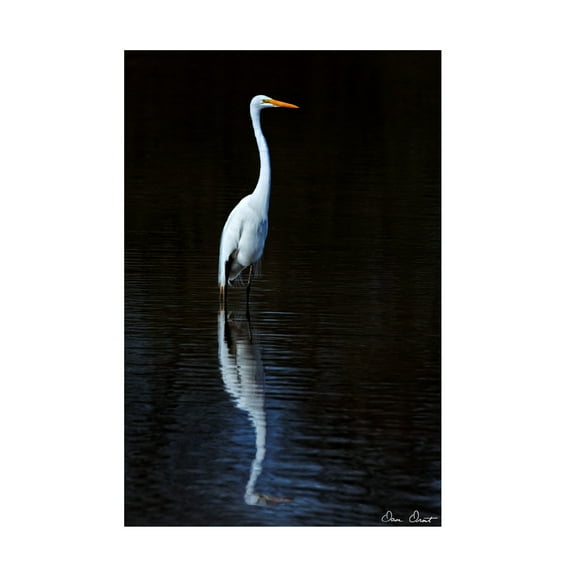 Trademark Fine Art David Drost Elegant Egret Ii Canvas Wall Art - 30x47