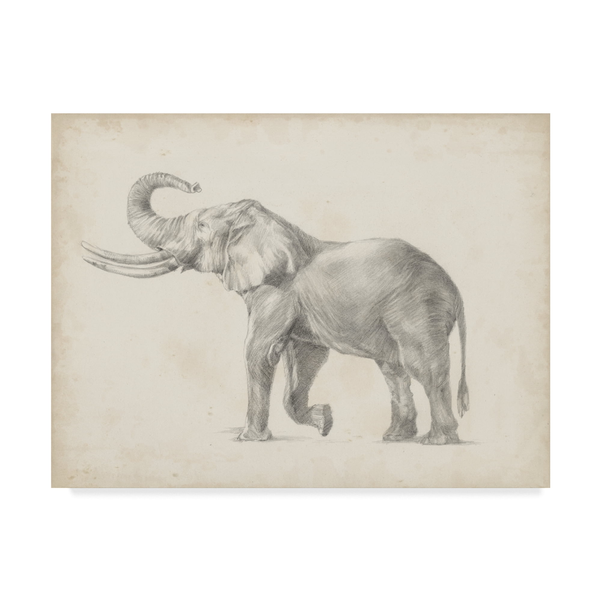 Trademark Fine Art 'Elephant Sketch I' Canvas Art by Ethan Harper