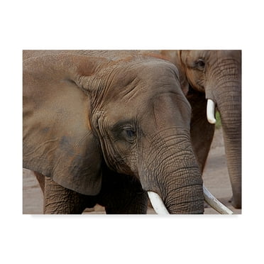 Trademark Fine Art 'Elephants 2' Canvas Art by Galloimages Online