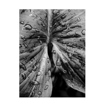 Trademark Fine Art Elizabeth Allen Leafy Looks Canvas Wall Art