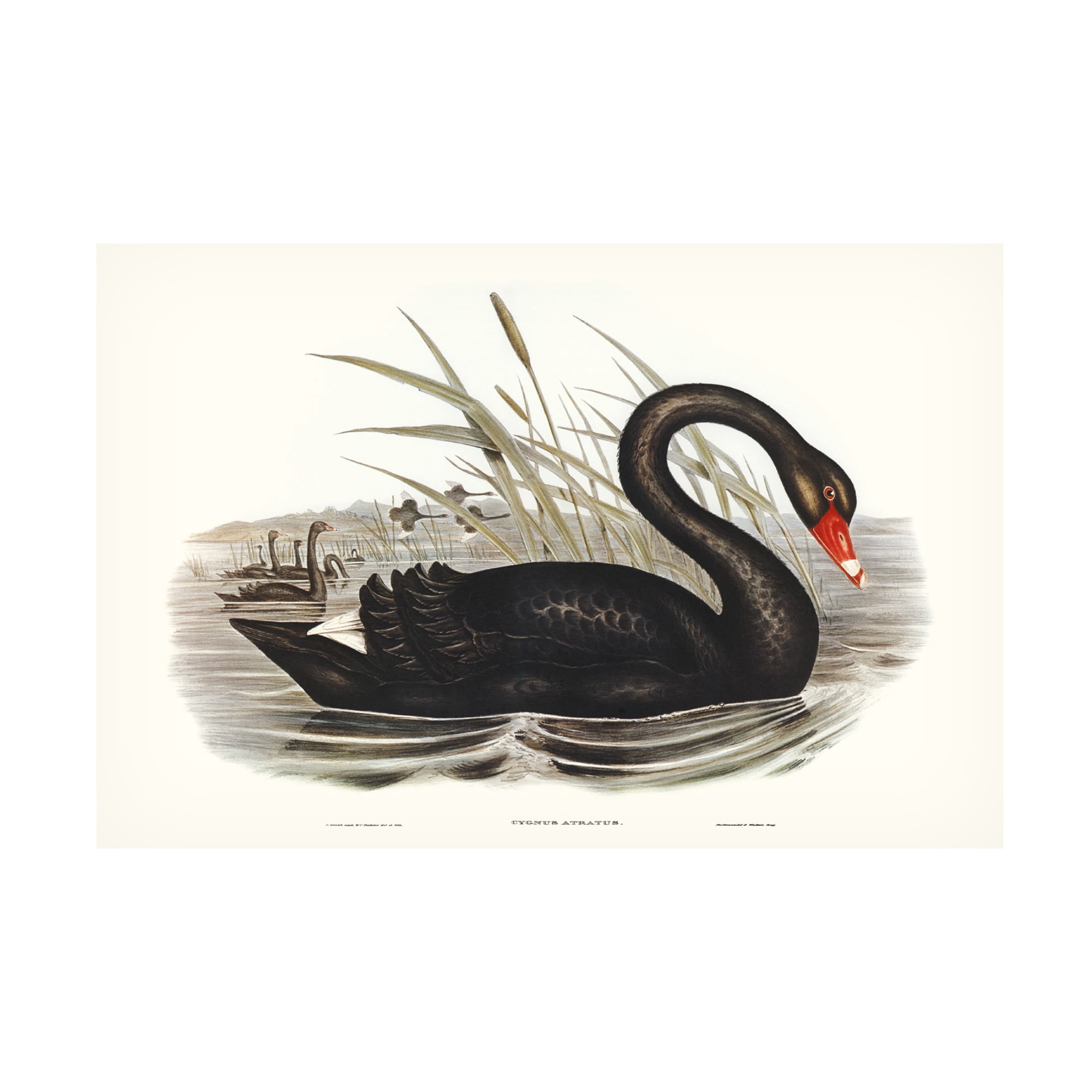 Trademark Fine Art Elizabeth Gould  Majestic Waterbird III Canvas Wall Art