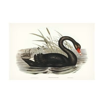 Trademark Fine Art Elizabeth Gould Majestic Waterbird III Canvas Wall Art
