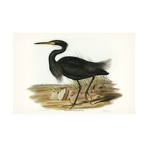 Trademark Fine Art Elizabeth Gould Majestic Waterbird IV Canvas Wall Art
