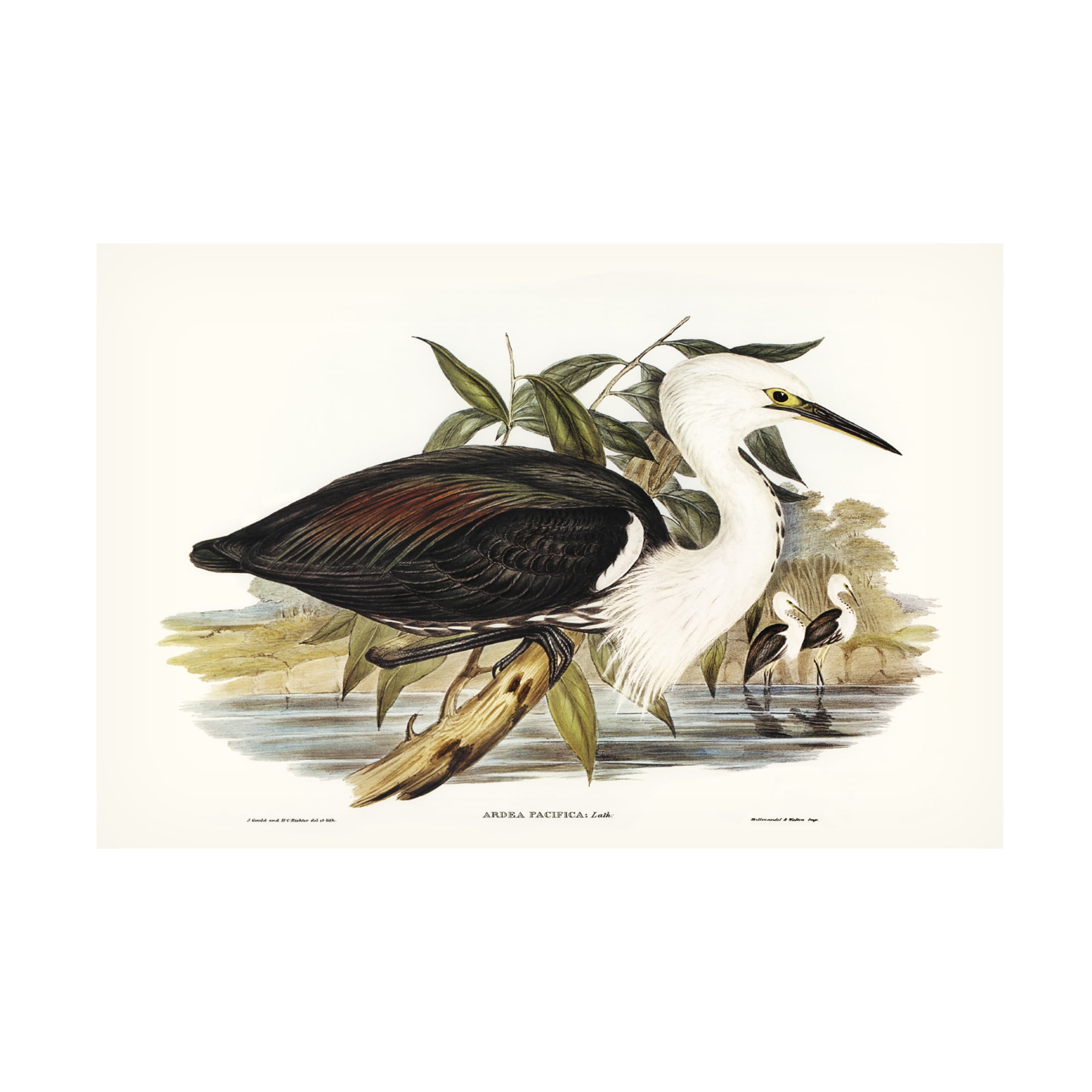 Trademark Fine Art Elizabeth Gould  Majestic Waterbird V Canvas Wall Art