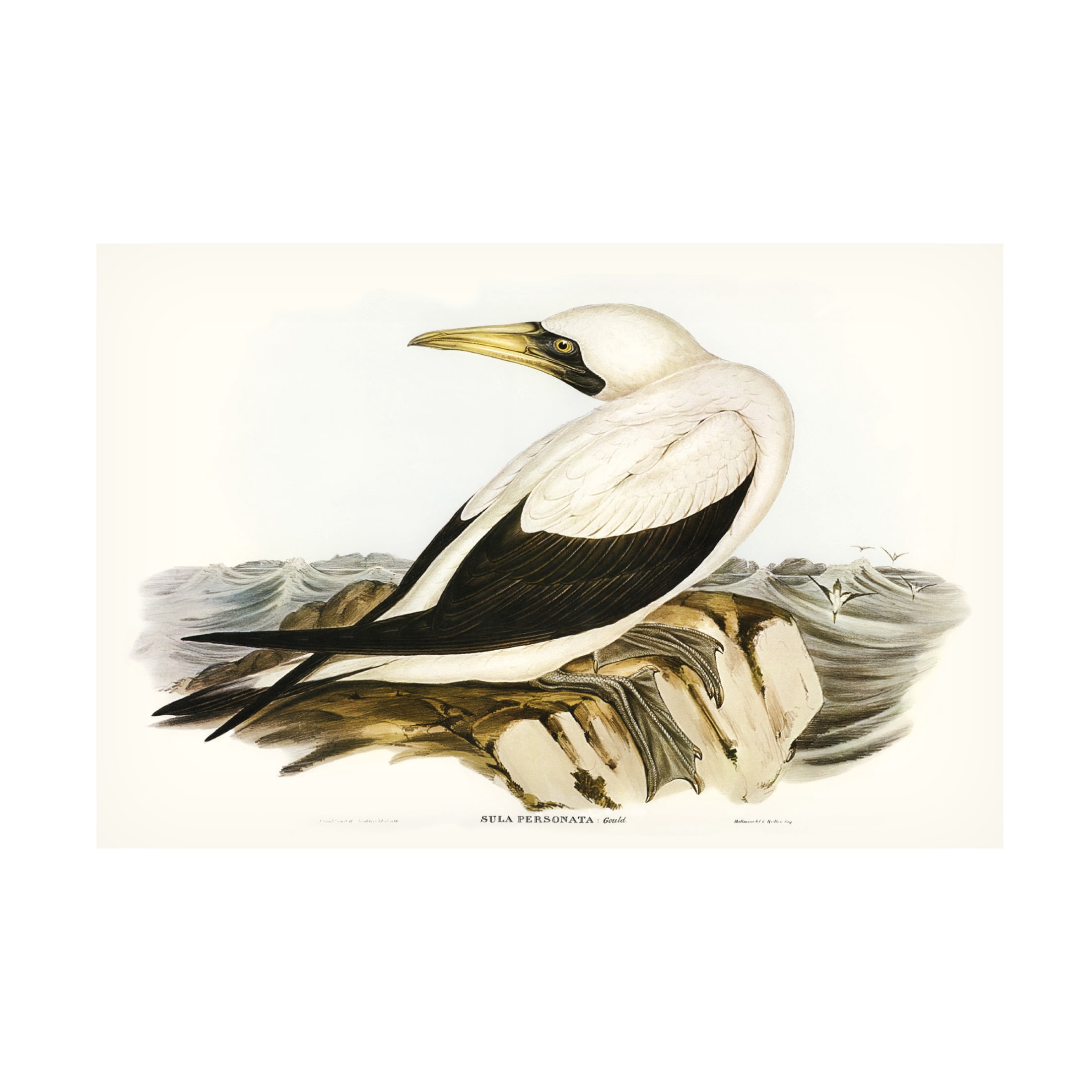 Trademark Fine Art Elizabeth Gould Majestic Waterbird VI Canvas Wall Art