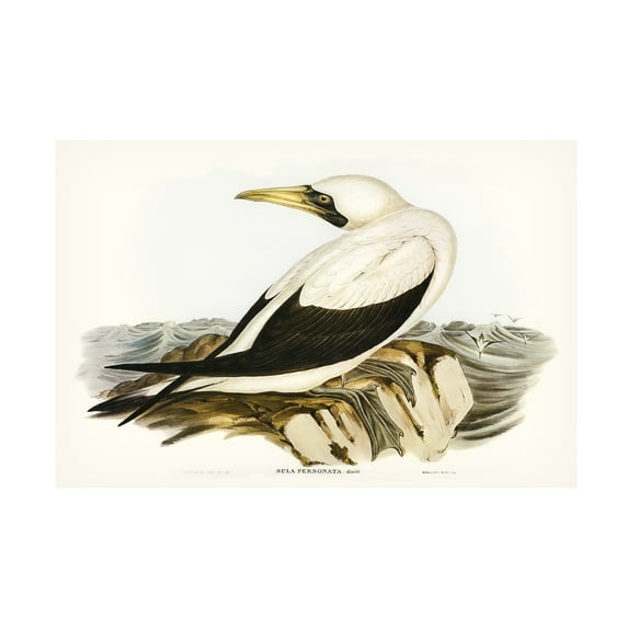 Trademark Fine Art Elizabeth Gould Majestic Waterbird VI Canvas Wall Art