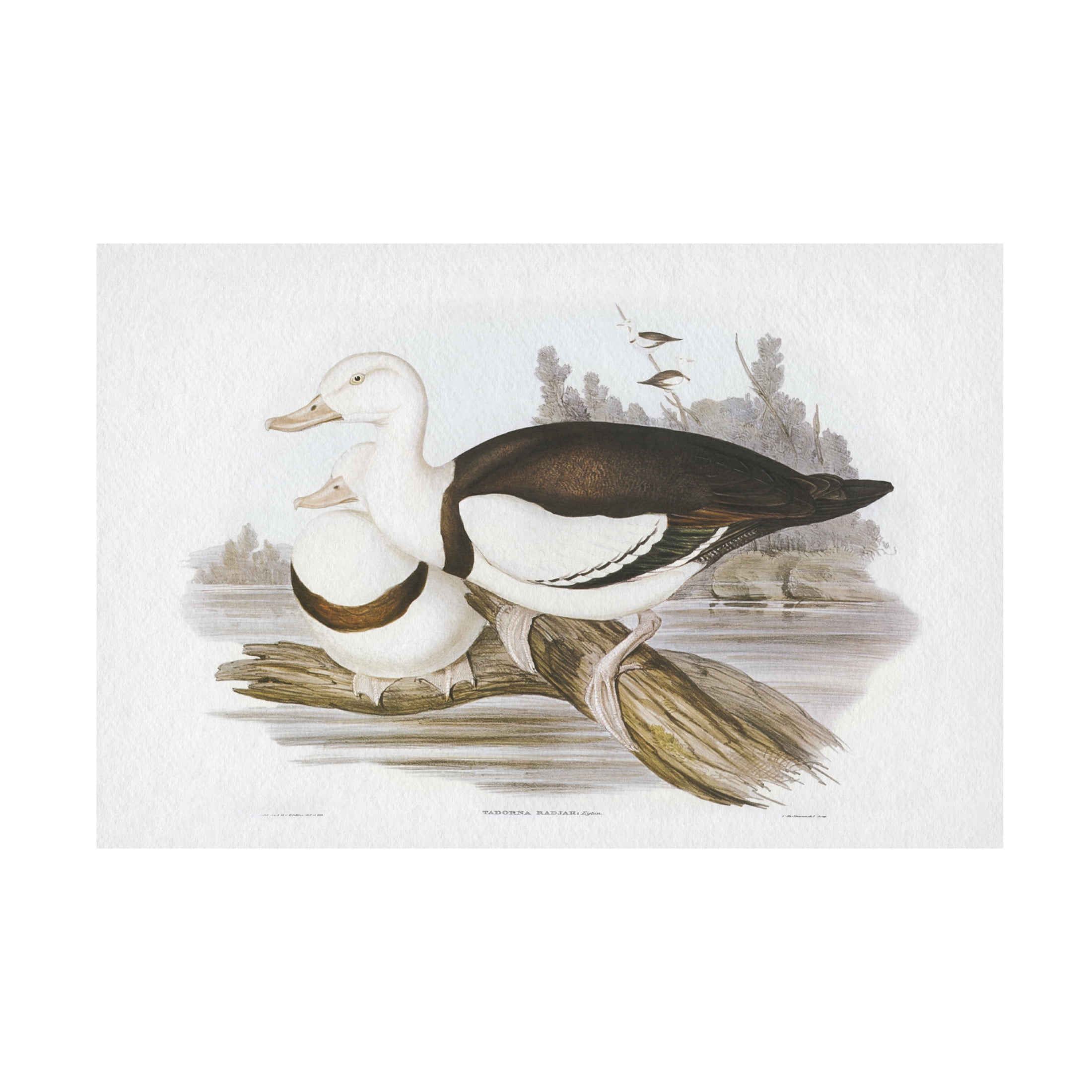 Trademark Fine Art Elizabeth Gould  Seabird Pairing II Canvas Wall Art