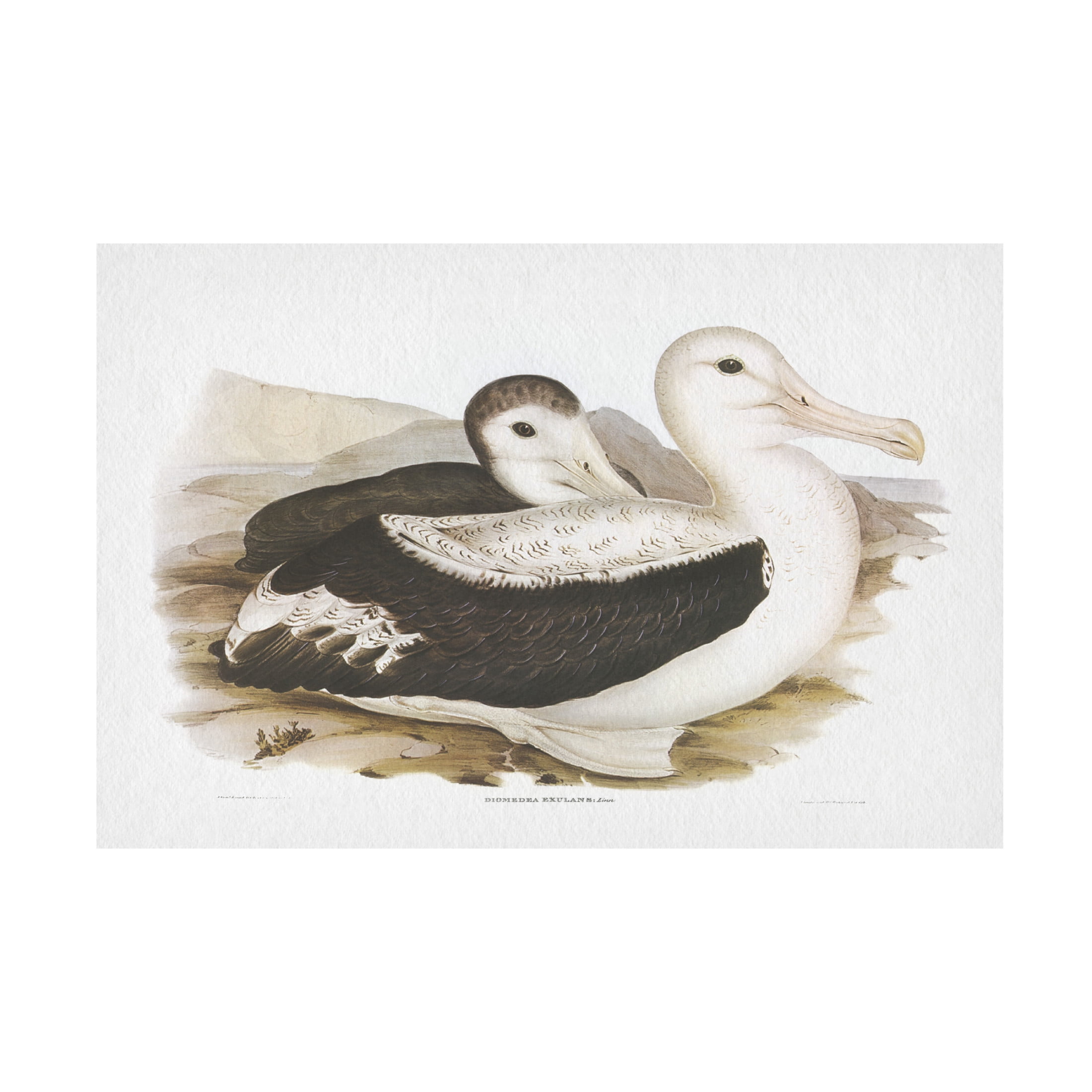Trademark Fine Art Elizabeth Gould  Seabird Pairing III Canvas Wall Art