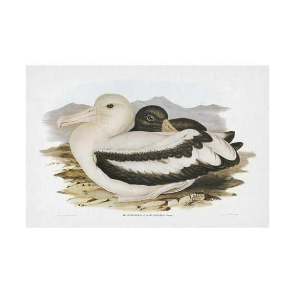 Trademark Fine Art Elizabeth Gould Seabird Pairing IV Canvas Wall Art