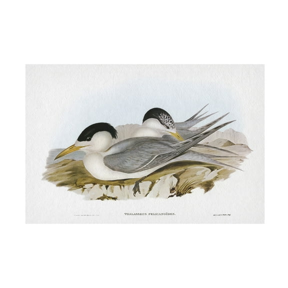 Trademark Fine Art Elizabeth Gould  Seabird Pairing V Canvas Wall Art