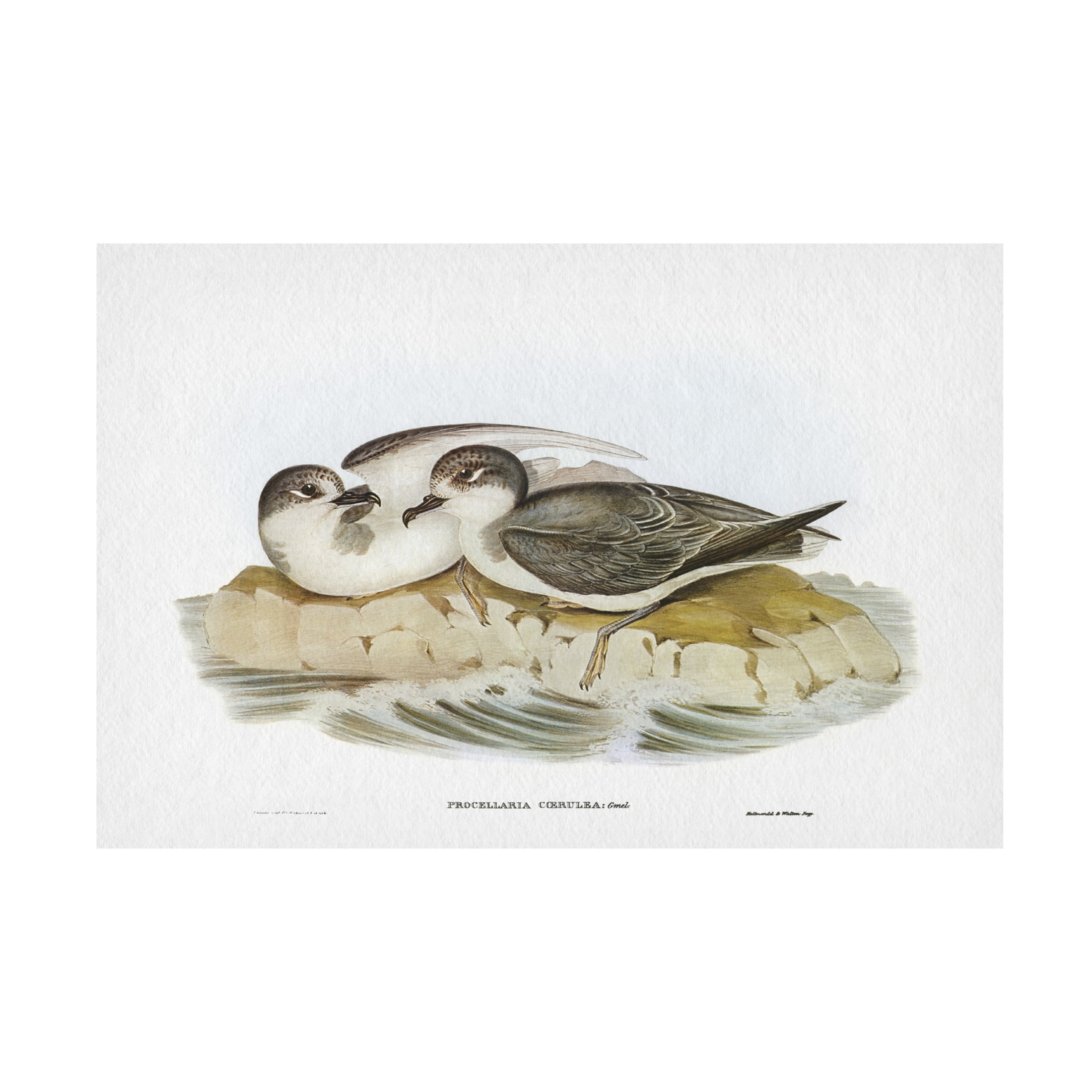 Trademark Fine Art Elizabeth Gould  Seabird Pairing VIII Canvas Wall Art