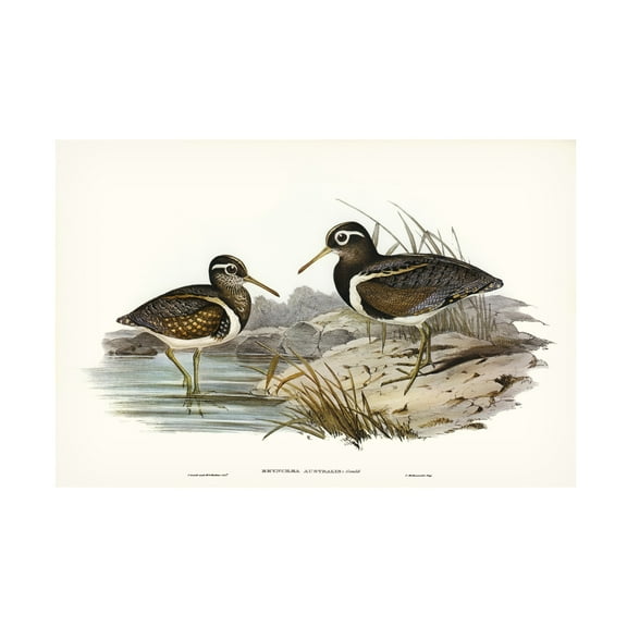 Trademark Fine Art Elizabeth Gould  Waterbird Pairing III Canvas Wall Art