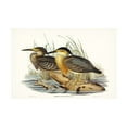 thumbnail image 1 of Trademark Fine Art Elizabeth Gould  Waterbird Pairing IV Canvas Wall Art, 1 of 4