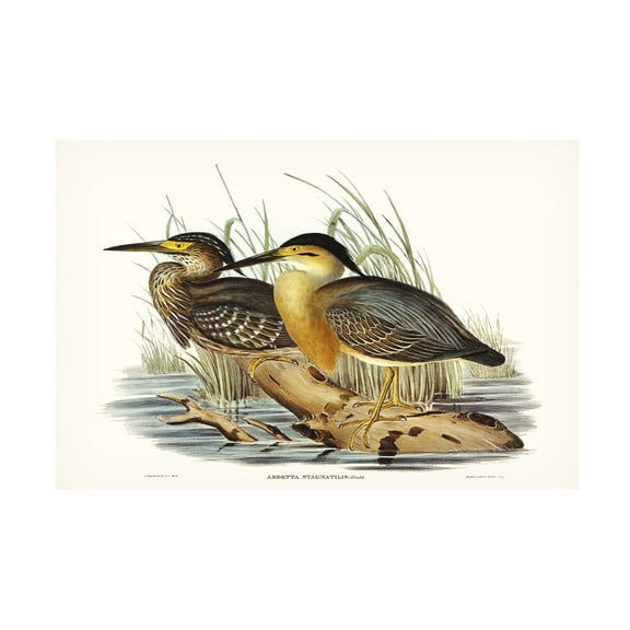 Trademark Fine Art Elizabeth Gould  Waterbird Pairing IV Canvas Wall Art