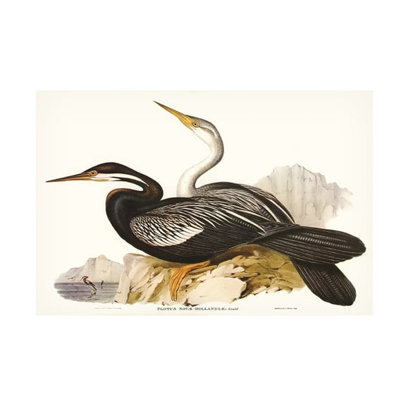Trademark Fine Art Elizabeth Gould Waterbird Pairing V Canvas Wall Art