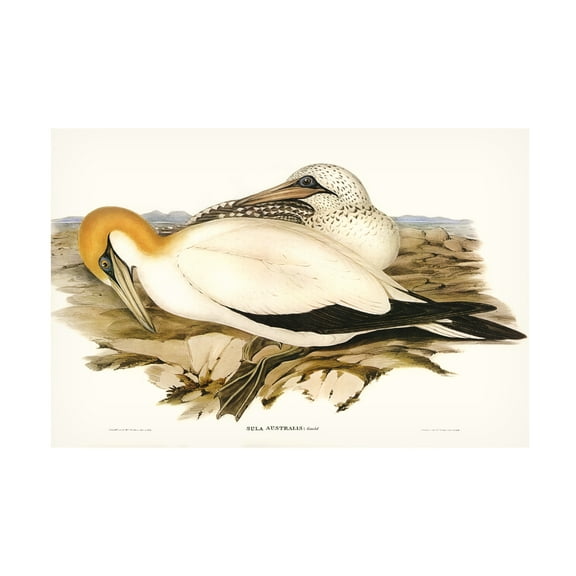 Trademark Fine Art Elizabeth Gould Waterbird Pairing VI Canvas Wall Art