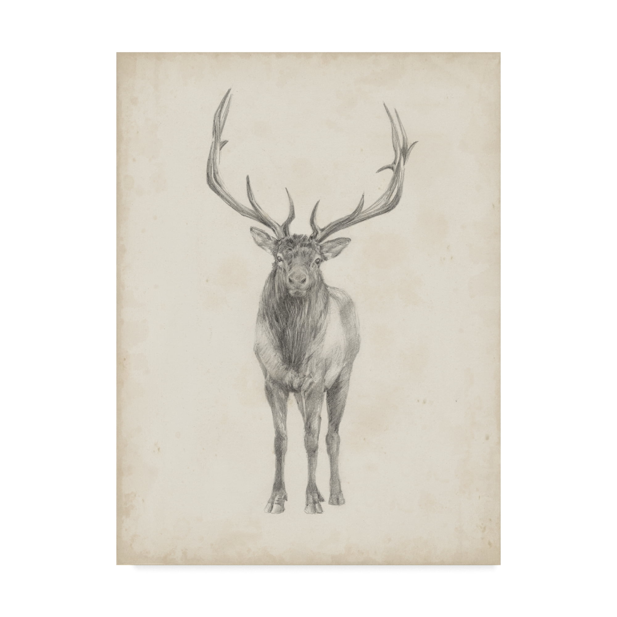 Trademark Fine Art 'Elk Study' Canvas Art by Ethan Harper