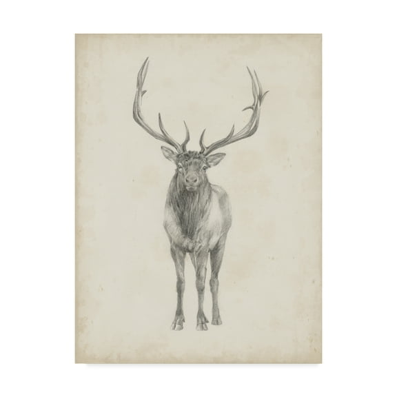 Trademark Fine Art 'Elk Study' Canvas Art by Ethan Harper