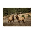 thumbnail image 1 of Trademark Fine Art 'Elk Study IV' Canvas Art by David Drost, 1 of 4