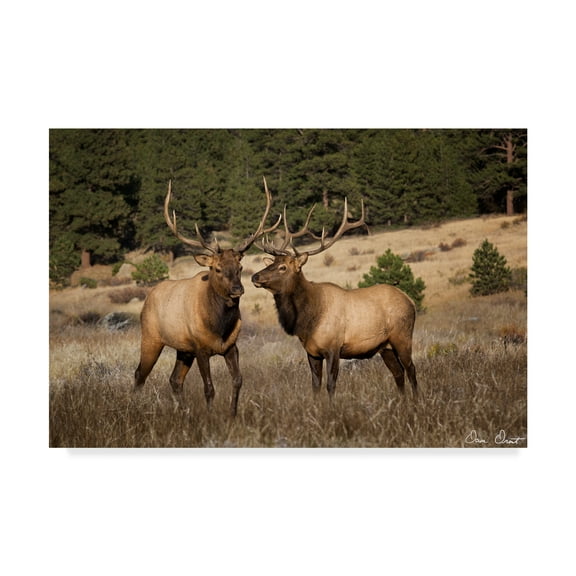 Trademark Fine Art 'Elk Study IV' Canvas Art by David Drost