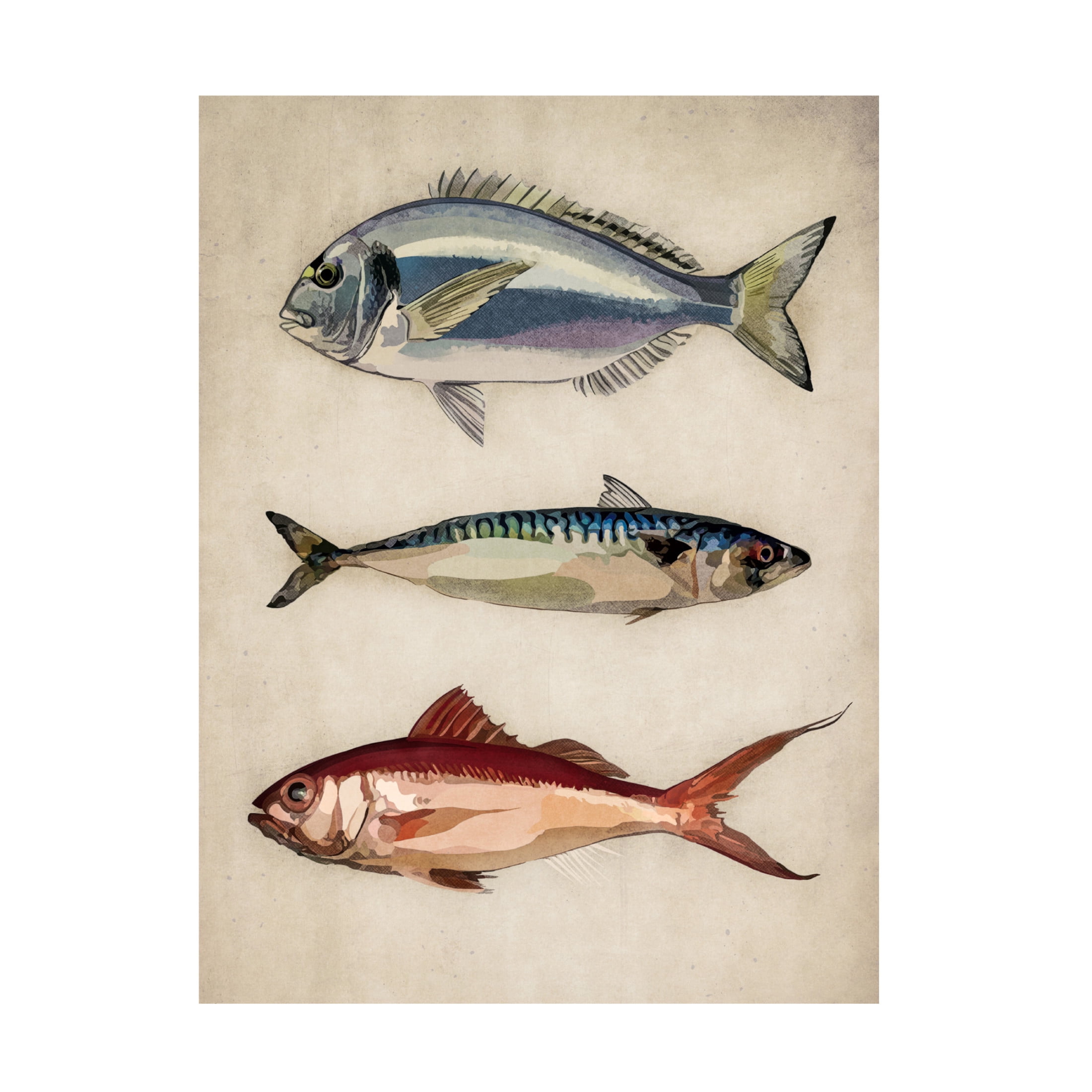 Trademark Fine Art Emel Tunaboylu  Deniz Baliklari Canvas Wall Art