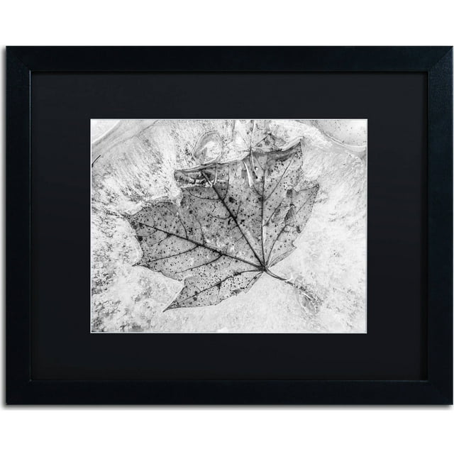 Trademark Fine Art "Encased in Ice" Canvas Art by Jason Shaffer, Black Matte, Black Frame