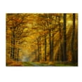 thumbnail image 1 of Trademark Fine Art 'Enchanted Forest' Canvas Art by Marianna Safronova, 1 of 3