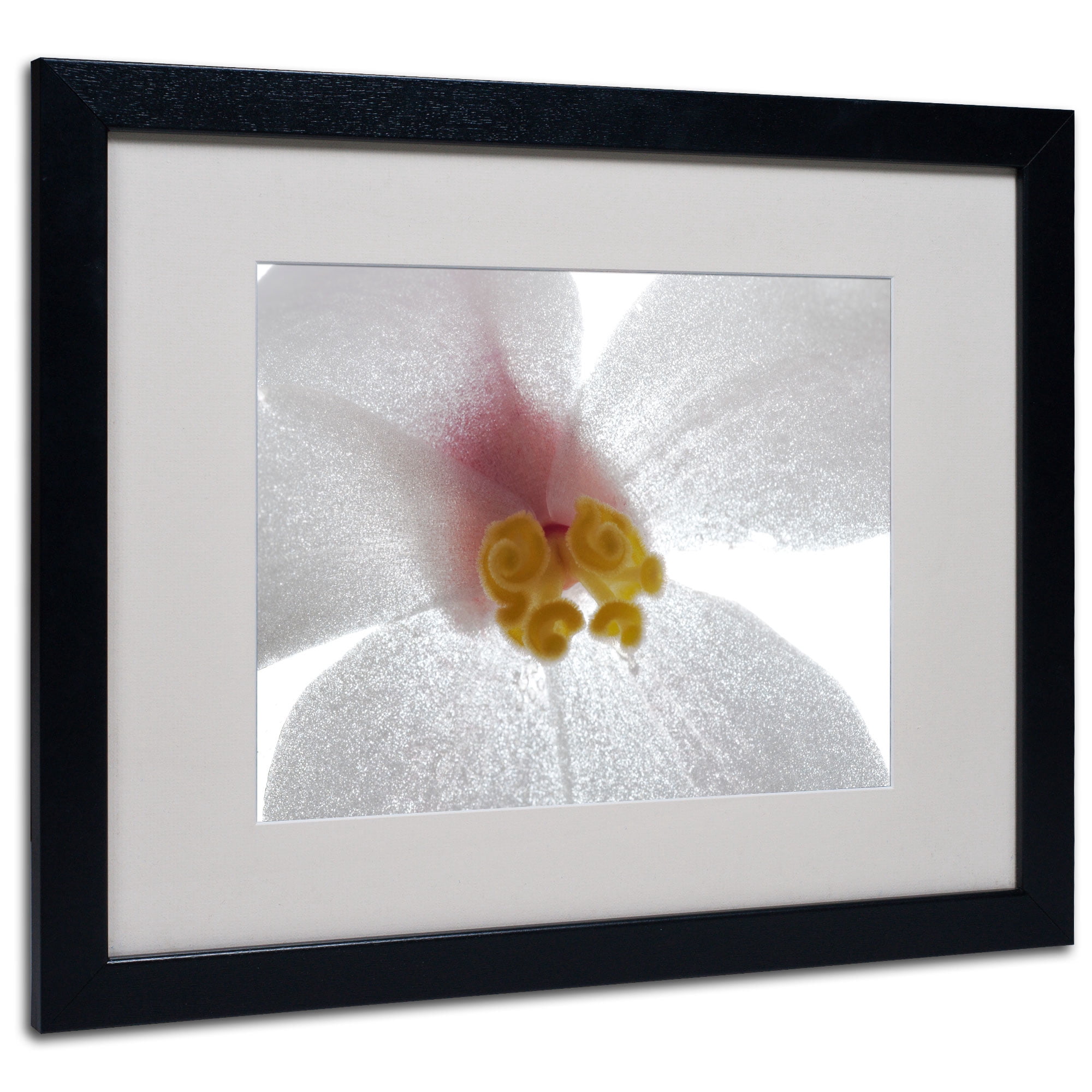 Kurt Shaffer 'Escargo Begonia' Black Wooden Framed Art 18 x 22 Inches