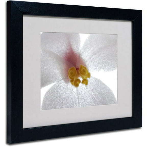 Trademark Fine Art "Escargo Begonia" Canvas Art by Kurt Shaffer, Black Frame