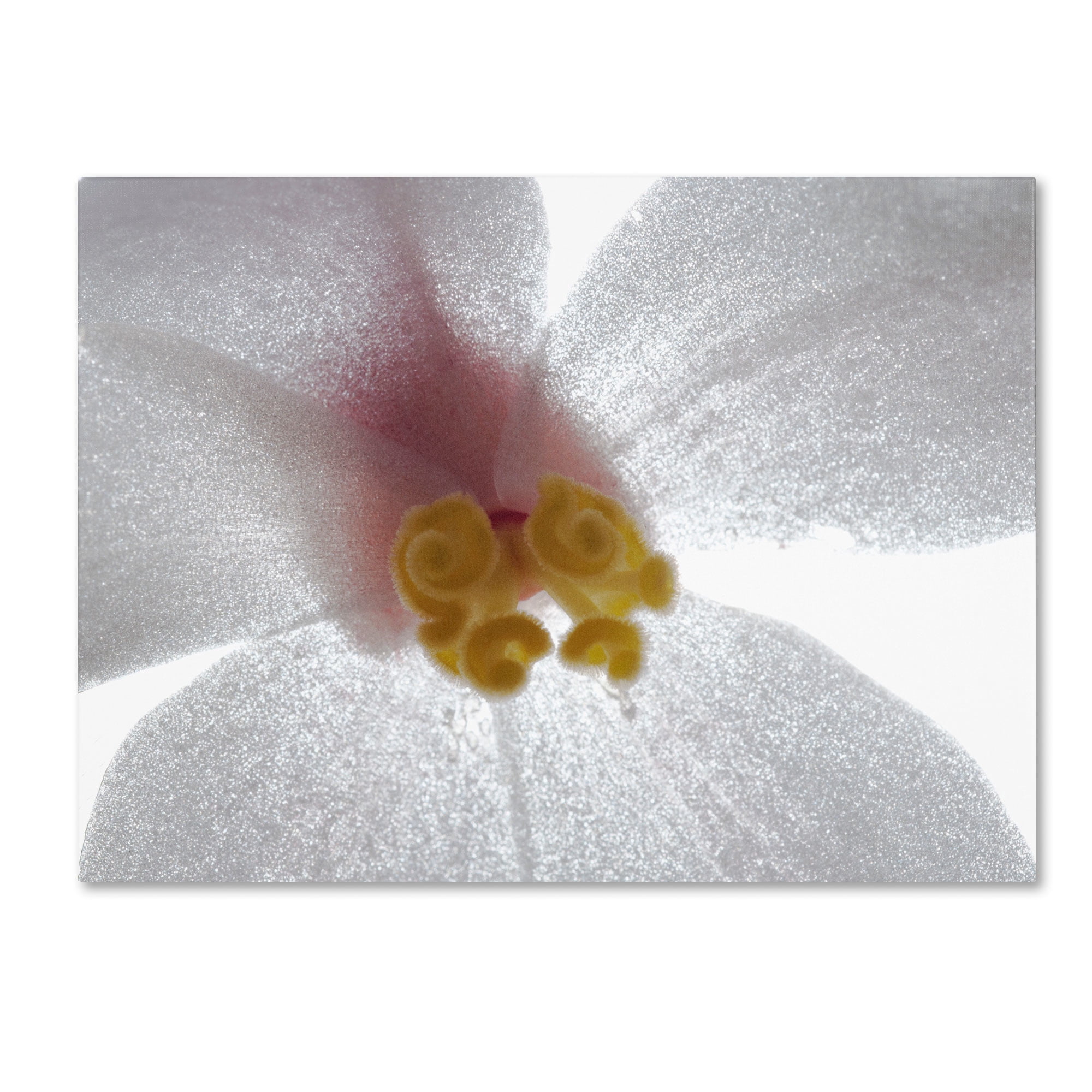 Trademark Fine Art "Escargo Begonia" Canvas Art by Kurt Shaffer