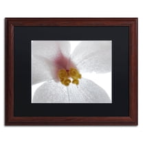 Trademark Fine Art "Escargo Begonia Flower" Canvas Art by Kurt Shaffer, Black Matte, Wood Frame