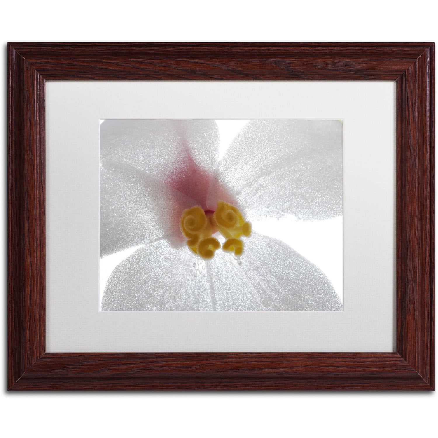 Trademark Fine Art "Escargo Begonia Flower" Canvas Art by Kurt Shaffer, White Matte, Wood Frame