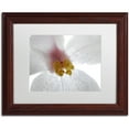 thumbnail image 1 of Trademark Fine Art "Escargo Begonia Flower" Canvas Art by Kurt Shaffer, White Matte, Wood Frame, 1 of 4